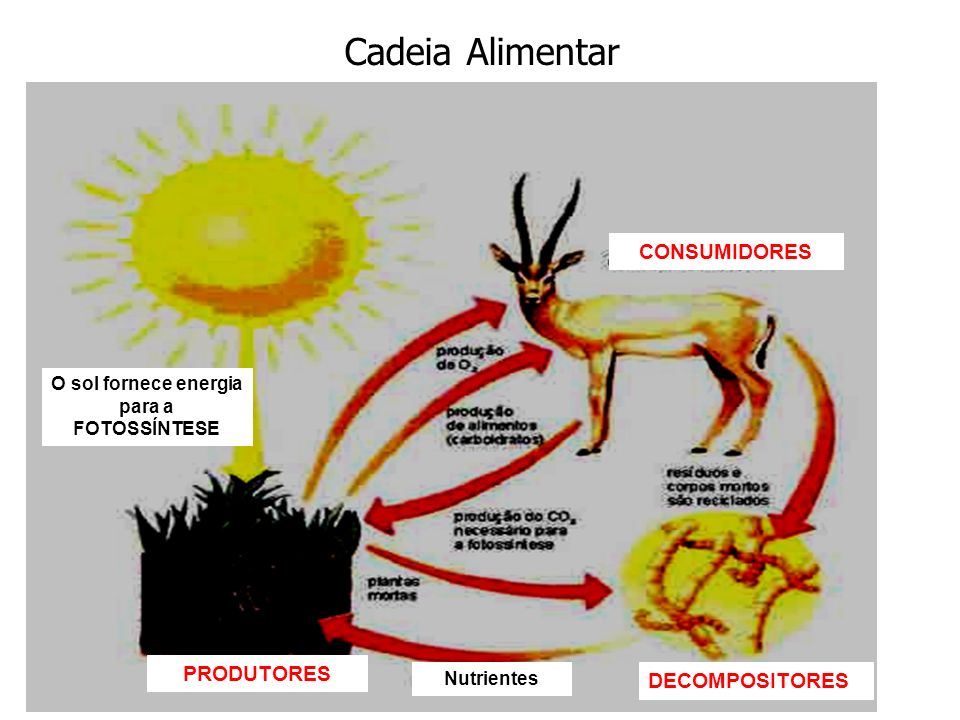 Foto de Produtores, consumidores  e energia