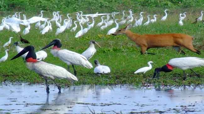 Foto de Características gerais do Bioma Pantanal