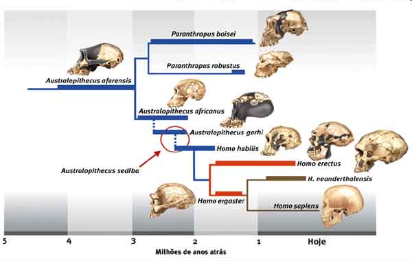 Foto de Evolução dos seres humanos – linha do tempo da evolução humana