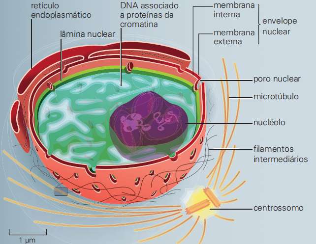 Foto de O núcleo da célula eucariótica: estrutura, função
