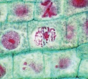 microscópio óptico de células de raiz